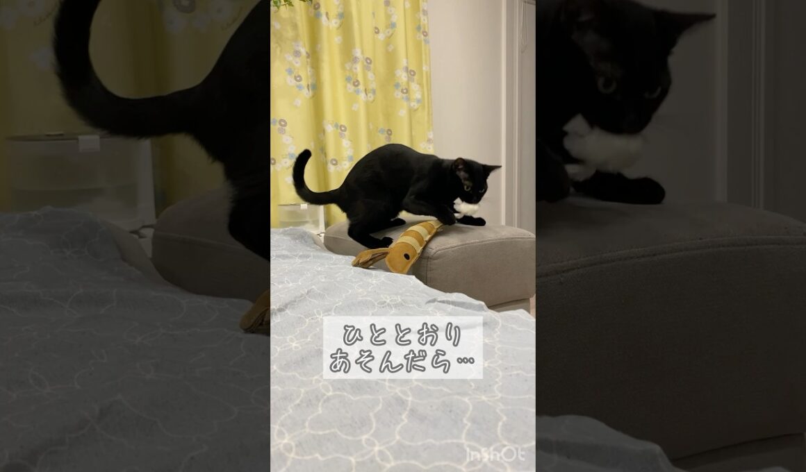 お片付けする黒猫　#ボンベイ #子猫 #cat #bombay #ねこのいる生活 #ねこのいる暮らし #ねこ動画 #猫 #ねこ #おもちゃ #天才