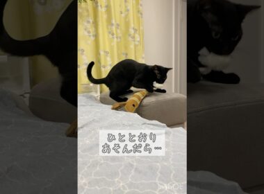 お片付けする黒猫　#ボンベイ #子猫 #cat #bombay #ねこのいる生活 #ねこのいる暮らし #ねこ動画 #猫 #ねこ #おもちゃ #天才