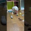 シャム猫の子ネコ。ねこじゃらしデビューw②他のオモチャも遊ぶ