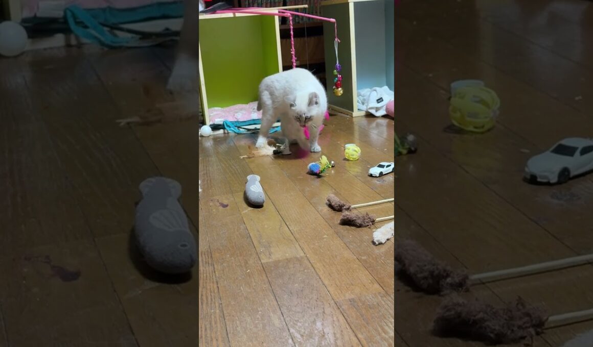 シャム猫の子ネコ。ねこじゃらしデビューw②他のオモチャも遊ぶ