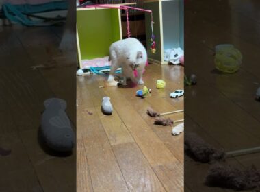 シャム猫の子ネコ。ねこじゃらしデビューw②他のオモチャも遊ぶ