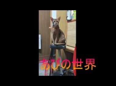ネコ動画あび＃5241　あびの毎日　アビシニアン　あび