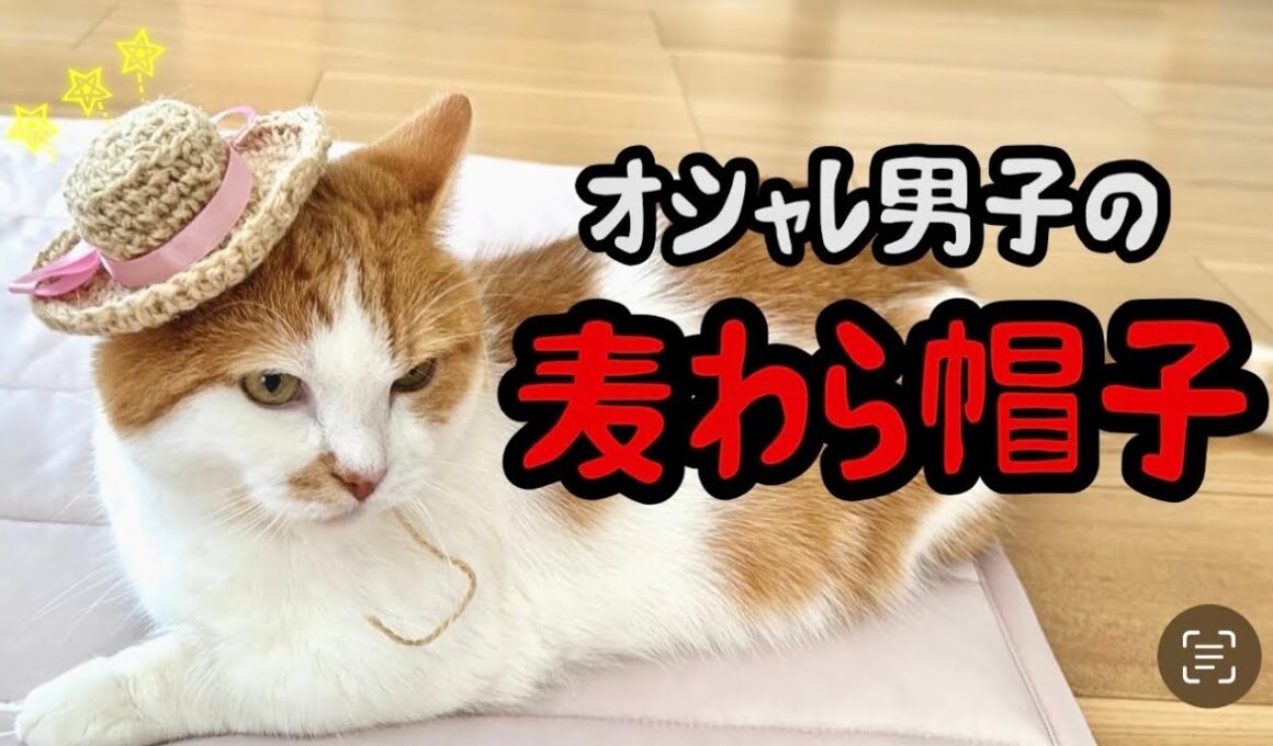 麦わら帽子でオシャレを楽しむねこ【短足マンチカン】