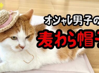 麦わら帽子でオシャレを楽しむねこ【短足マンチカン】