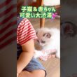 ダブル赤ちゃん💓 #子猫 #1歳 #ラグドール #baby #cat