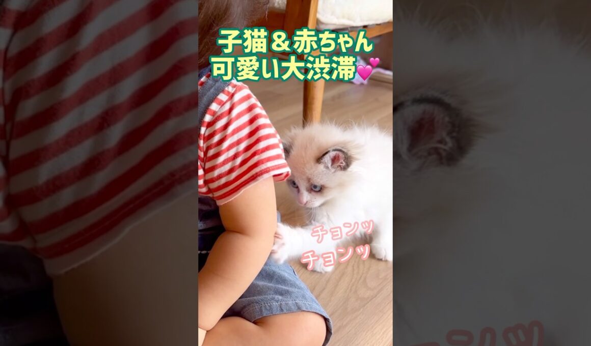 ダブル赤ちゃん💓 #子猫 #1歳 #ラグドール #baby #cat