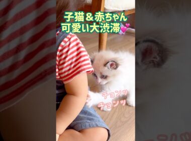 ダブル赤ちゃん💓 #子猫 #1歳 #ラグドール #baby #cat