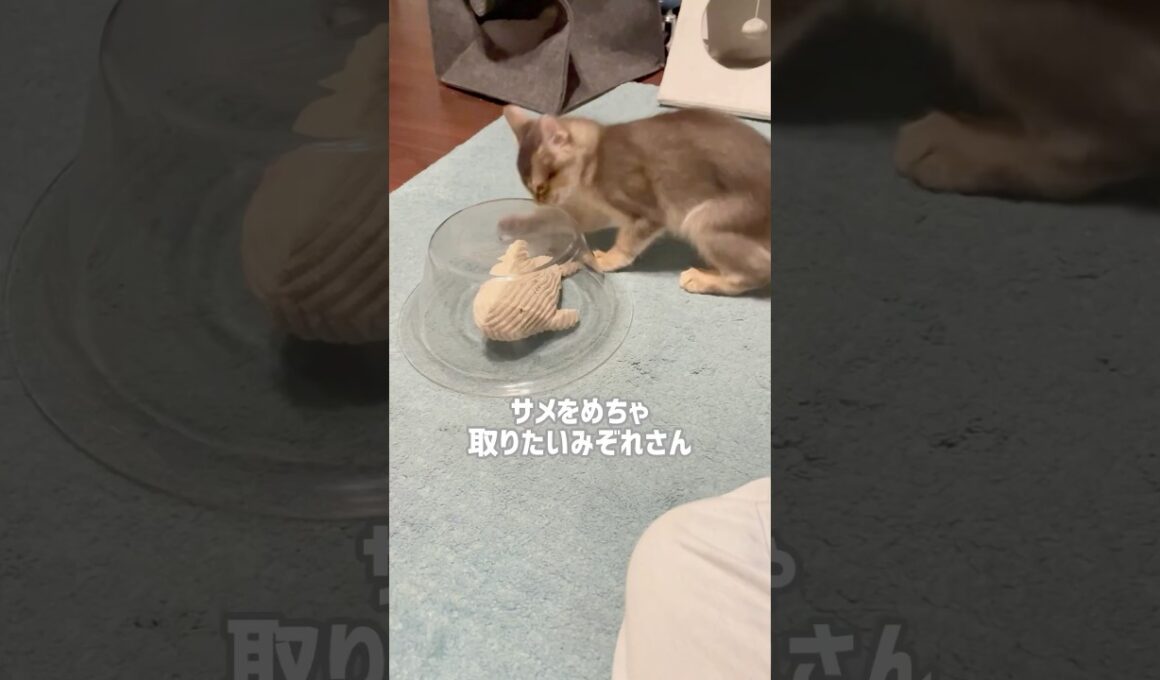 サメ好きみぞれさん#kitten #子ネコ #ソマリ #子猫 #ねこのいる暮らし