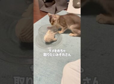 サメ好きみぞれさん#kitten #子ネコ #ソマリ #子猫 #ねこのいる暮らし