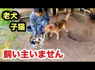 犬の訓練中に割って入ってくる子猫がこちらです
