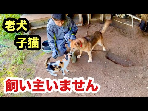 犬の訓練中に割って入ってくる子猫がこちらです