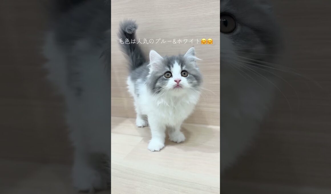 🌟毛並みもふもふ🌟大人気スコティッシュフォールドの女の子【パピードリーム】