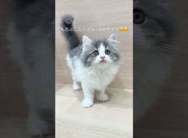 🌟毛並みもふもふ🌟大人気スコティッシュフォールドの女の子【パピードリーム】
