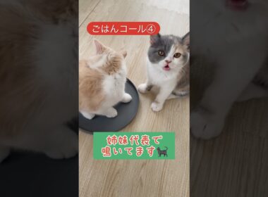 ご飯ちょうだーい🍚🐈‍⬛ #ブリティッシュショートヘア  #姉妹猫 #子猫 #猫動画 #猫好き  #kitten #かわいい #癒し#cat #ショート動画 #猫のいる生活 #shorts