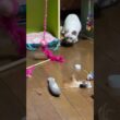 シャム猫の子ネコ。ねこじゃらしデビューw③　名前「雫（しずく）」ちゃんにしました