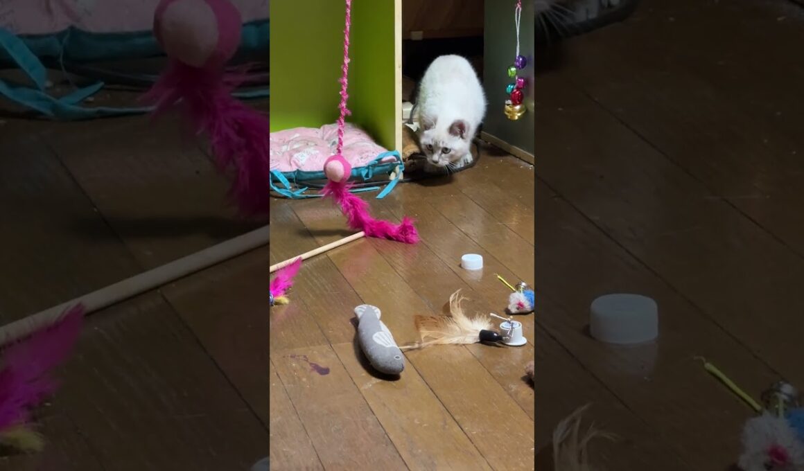 シャム猫の子ネコ。ねこじゃらしデビューw③　名前「雫（しずく）」ちゃんにしました
