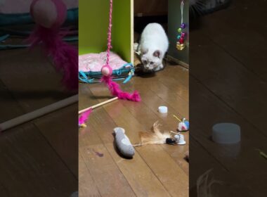 シャム猫の子ネコ。ねこじゃらしデビューw③　名前「雫（しずく）」ちゃんにしました