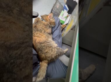 猫アレルギーと仔猫二匹の生活1010日目『ひざの上』#shorts #保護猫 #猫
