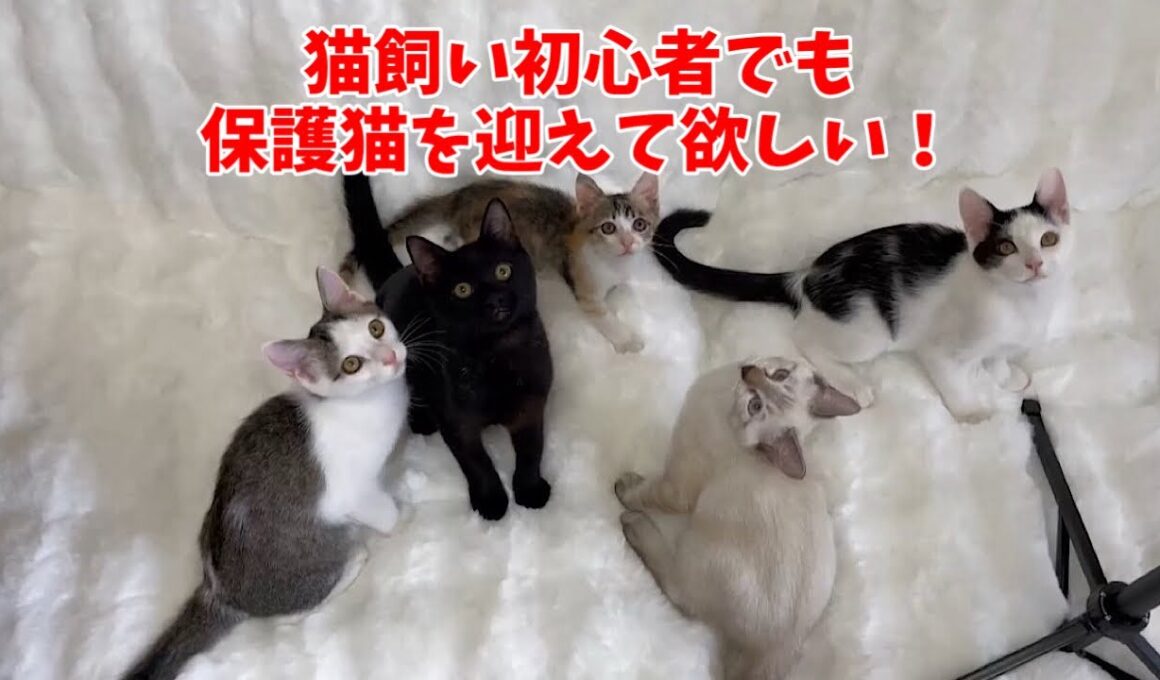 ハード畳保育園のファンキーなちびっ子達をご覧ください