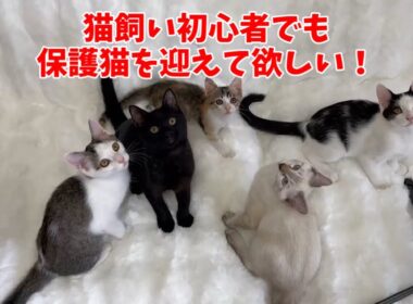 ハード畳保育園のファンキーなちびっ子達をご覧ください