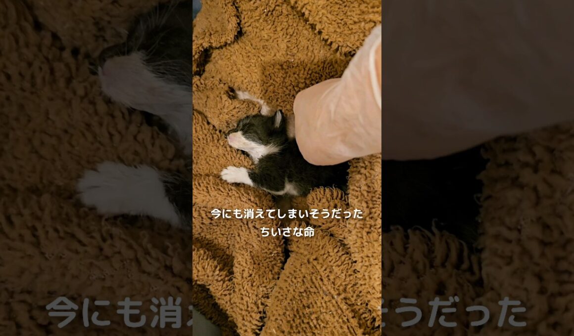 大切なキミへ #Shorts #ぴーたん #にこねこ #にこねこ保育園