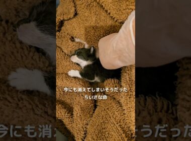 大切なキミへ #Shorts #ぴーたん #にこねこ #にこねこ保育園