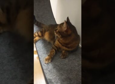 今日の2匹　#catvideo #catlovers #猫のいる暮らし