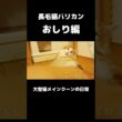 めっちゃ怒ってる... #メインクーン #猫 #猫のいる暮らし#cat #mainecoon #catlover​  #catshorts​ #cute​ #cutecat​ #fyp​