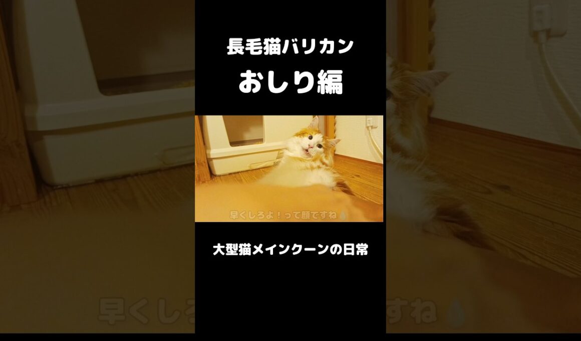 めっちゃ怒ってる... #メインクーン #猫 #猫のいる暮らし#cat #mainecoon #catlover​  #catshorts​ #cute​ #cutecat​ #fyp​