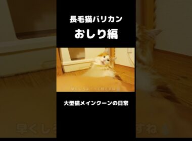 めっちゃ怒ってる... #メインクーン #猫 #猫のいる暮らし#cat #mainecoon #catlover​  #catshorts​ #cute​ #cutecat​ #fyp​