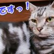 ソラさん邪魔です！落ち猫（アメリカンショートヘア）
