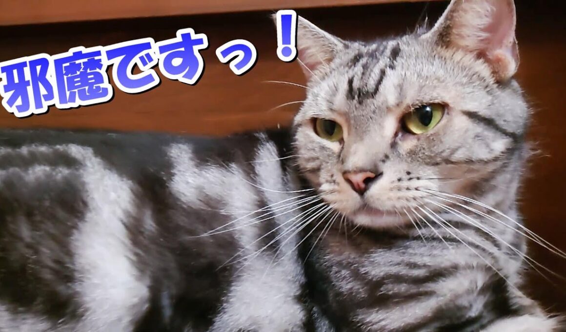 ソラさん邪魔です！落ち猫（アメリカンショートヘア）