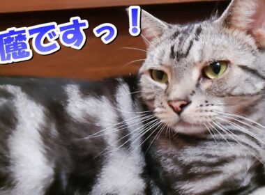 ソラさん邪魔です！落ち猫（アメリカンショートヘア）