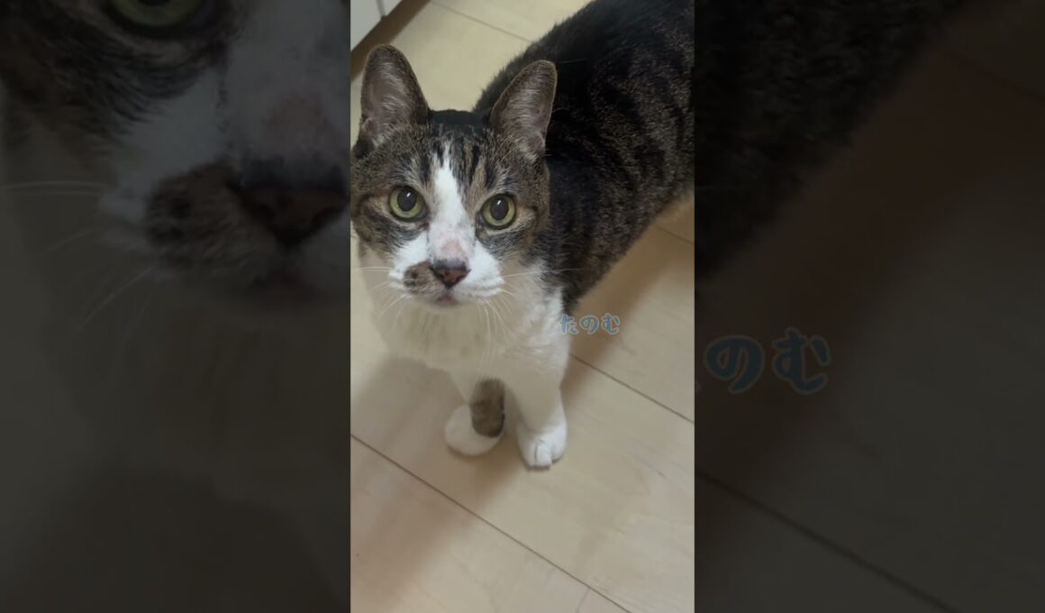 19歳老猫のお薬タイム #cat #old cat #元野良猫#保護#血圧の薬#人間なら92歳
