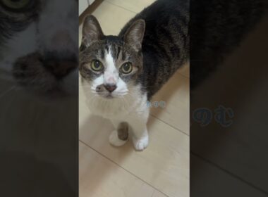 19歳老猫のお薬タイム #cat #old cat #元野良猫#保護#血圧の薬#人間なら92歳