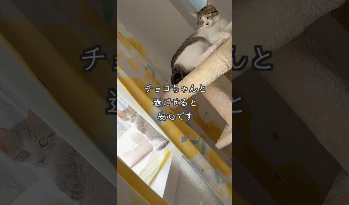 姉猫と過ごした後にママさんに甘える生後2ヶ月の保護子猫（心室中隔欠損症VSD）🐱 #shorts  #子猫動画 #保護子猫