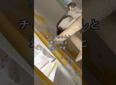 姉猫と過ごした後にママさんに甘える生後2ヶ月の保護子猫（心室中隔欠損症VSD）🐱 #shorts  #子猫動画 #保護子猫