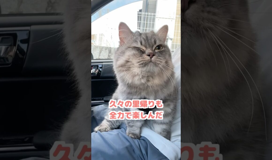 久々のおでかけでわくわくな猫が可愛すぎましたw    #猫 #ねこ #ネコ #マンチカン #猫動画 #猫のいる暮らし #ねこのいる生活 #猫好きさんと繋がりたい #cat #shorts