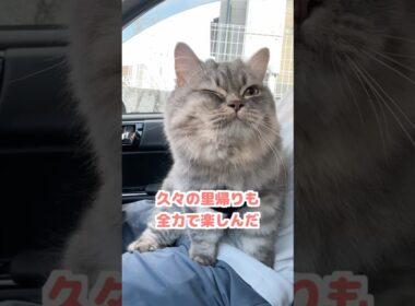 久々のおでかけでわくわくな猫が可愛すぎましたw    #猫 #ねこ #ネコ #マンチカン #猫動画 #猫のいる暮らし #ねこのいる生活 #猫好きさんと繋がりたい #cat #shorts