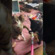 シャムの子ネコ雫ちゃんに、主とのネコジャラシで遊ぶ姿を見せるキジシロのルルと黒猫くー
