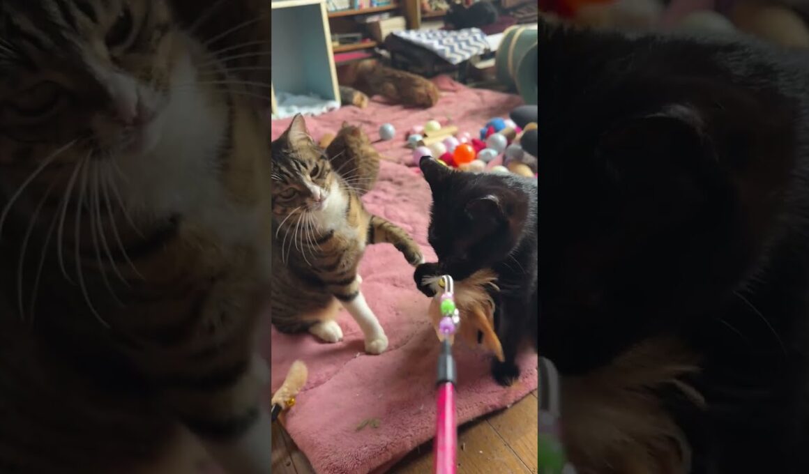 シャムの子ネコ雫ちゃんに、主とのネコジャラシで遊ぶ姿を見せるキジシロのルルと黒猫くー