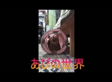 ネコ動画あび＃5237　あびの毎日　アビシニアン　あび
