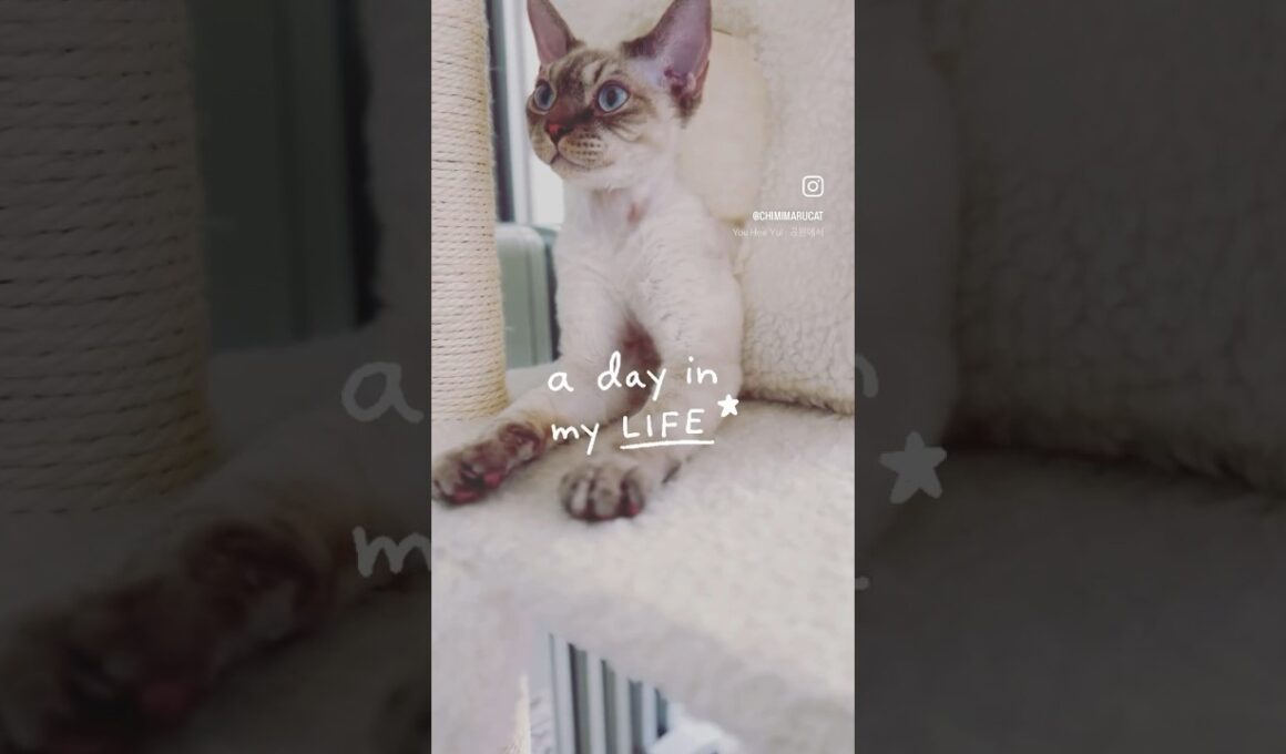 Devon Rex Cat - A day without much to do isn't bad, right? 日がな一日も悪くないね🐈☺️#catlife #cat