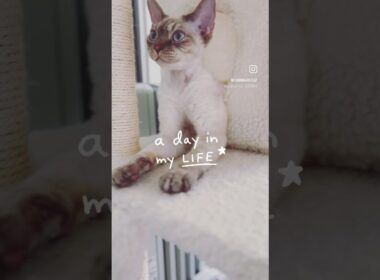 Devon Rex Cat - A day without much to do isn't bad, right? 日がな一日も悪くないね🐈☺️#catlife #cat