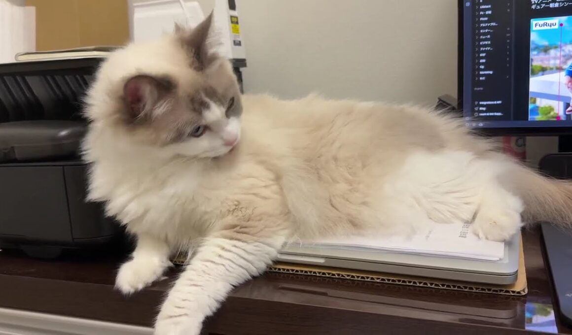 お手入れ #cat #猫 #ラグドール