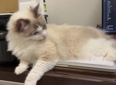 お手入れ #cat #猫 #ラグドール