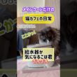 メインクーンだけの【猫カフェの日常】給水器が気になるこは君 #cat #cooncat #mainecat #もふもふ