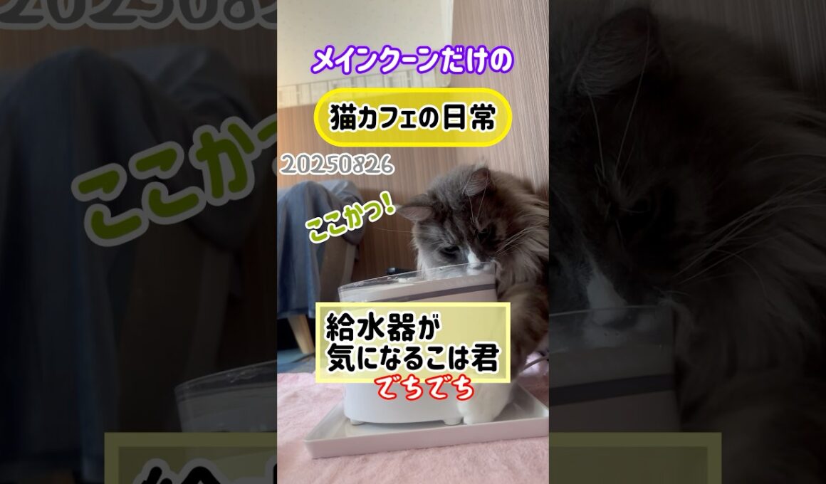 メインクーンだけの【猫カフェの日常】給水器が気になるこは君 #cat #cooncat #mainecat #もふもふ