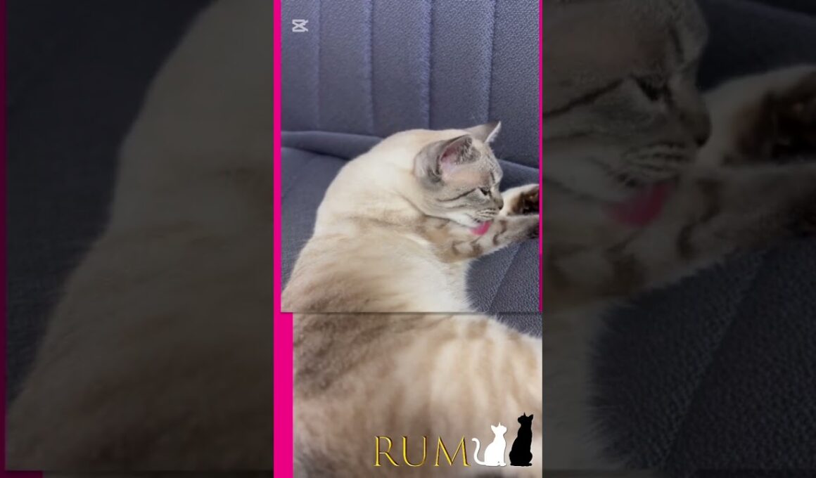 なんてことないシャムトラ猫の日常。 #シャムトラ #シャムトラミックス #猫のいる暮らし #おとぼけ猫