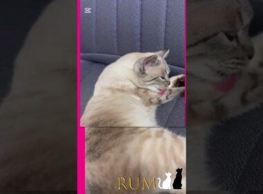 なんてことないシャムトラ猫の日常。 #シャムトラ #シャムトラミックス #猫のいる暮らし #おとぼけ猫